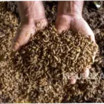 Gempar di Gemi: Dari Maggot hingga Lele, Aspirasi Warga, dan Kinerja Keuangan