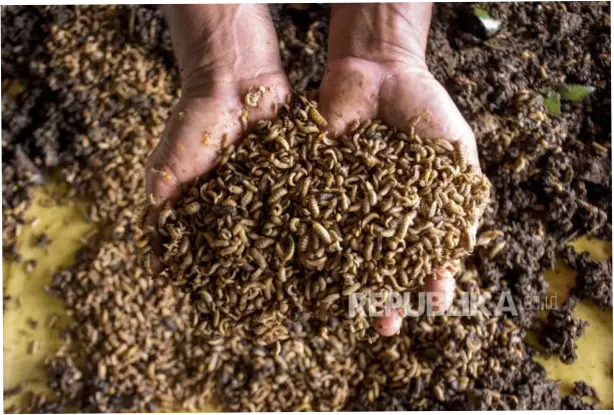 Gempar di Gemi: Dari Maggot hingga Lele, Aspirasi Warga, dan Kinerja Keuangan