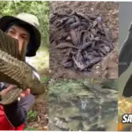 Ikan Sapu-Sapu: Ancaman Baru bagi Ekosistem Sungai di Indonesia