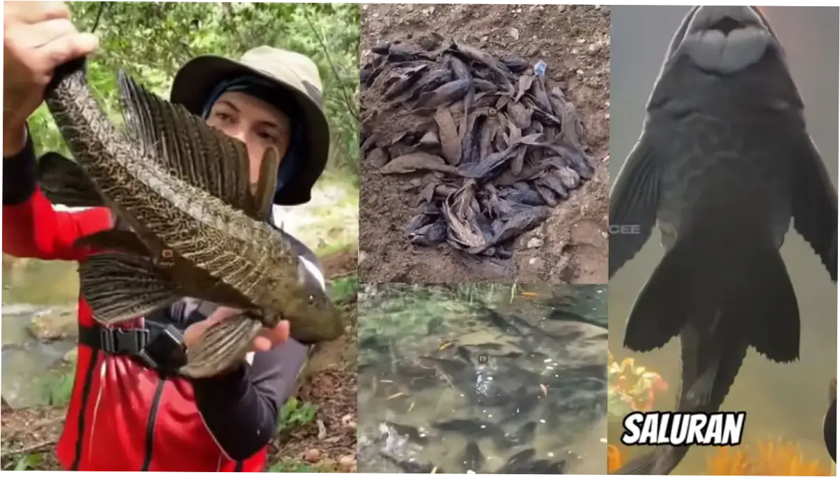 Ikan Sapu-Sapu: Ancaman Baru bagi Ekosistem Sungai di Indonesia