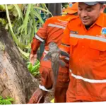 KKP Apresiasi Langkah DKI, Penangkapan Langsung Dinilai Cara Paling Efektif Kendalikan Ikan Sapu-Sapu