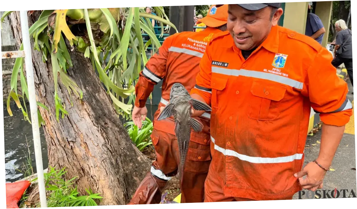 KKP Apresiasi Langkah DKI, Penangkapan Langsung Dinilai Cara Paling Efektif Kendalikan Ikan Sapu-Sapu