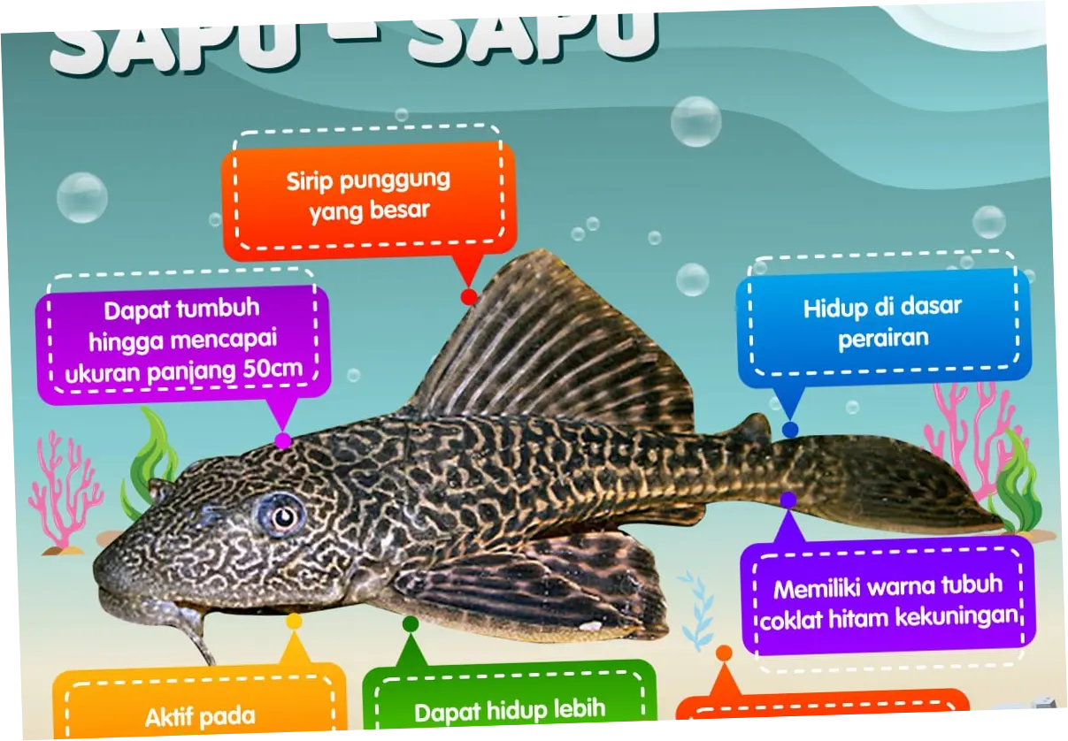 Mengenal Ikan Sapu-Sapu: Asal, Jenis, dan Penyebarannya di Perairan Indonesia