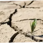 Musim Kemarau Berpotensi Datang Lebih Cepat, Jakarta Semakin Kering dari Biasanya