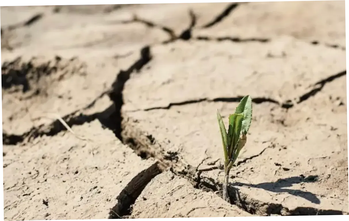 Musim Kemarau Berpotensi Datang Lebih Cepat, Jakarta Semakin Kering dari Biasanya