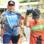 Operasi Ikan Sapu-Sapu di Jakarta, 6,98 Ton Ekor Ditangkap