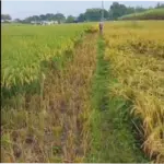 Padi Hilang Dalam Semalam, Petani di Bandung Barat Merasa Panen Terancam