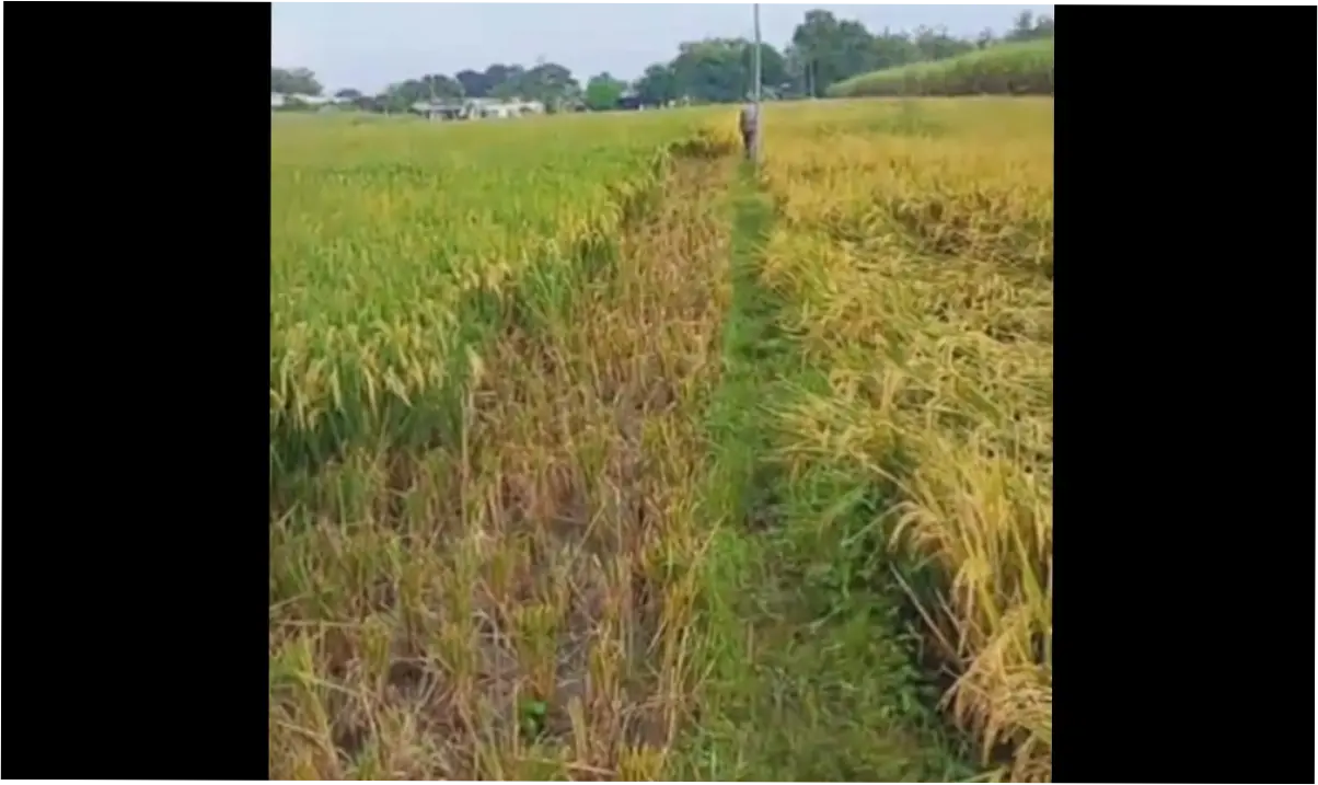 Padi Hilang Dalam Semalam, Petani di Bandung Barat Merasa Panen Terancam