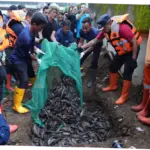Pemkot Jaktim Musnahkan 3,09 Ton Ikan Sapu-sapu dalam Dua Minggu Operasi