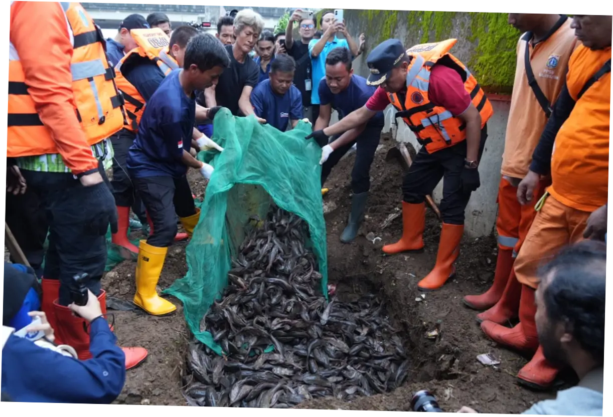 Pemkot Jaktim Musnahkan 3,09 Ton Ikan Sapu-sapu dalam Dua Minggu Operasi
