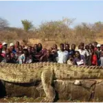 Afrika: Antara Ancaman Buaya Raksasa dan Investasi China