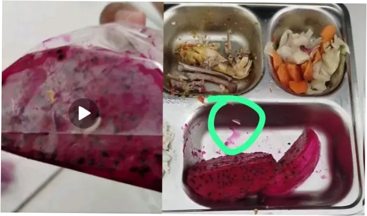Menu MBG di Pandeglang Diduga Terpapar Belatung