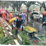 Pohon Tumbang di Jalan Tegar Beriman Bogor, 1 Pengendara Tewas Tertimpa