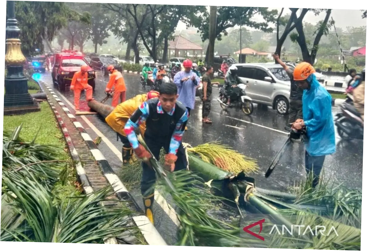 Pohon Tumbang di Jalan Tegar Beriman Bogor, 1 Pengendara Tewas Tertimpa